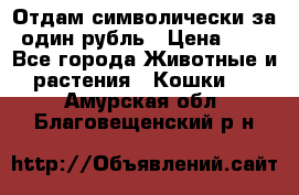 Отдам символически за один рубль › Цена ­ 1 - Все города Животные и растения » Кошки   . Амурская обл.,Благовещенский р-н